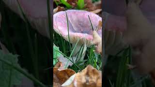 What’s this mushroom 🍄‍🟫🍄 called⁉️ fungi nature autumn shorts [upl. by Rodablas754]