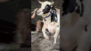 Monster Holstein Friesian Cow Unloading at Dhaka  Pagla Goru Unloading 2024 [upl. by Sivrad]