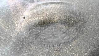 Sand Dollar alive in action [upl. by Marje]