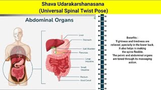 Shava Udarakarshanasana Universal Spinal Twist  Practice  7  AbdominalDigestive group [upl. by Enirual181]