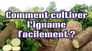 Comment Cultiver ligname Facilement  rediffusion [upl. by Onaled]