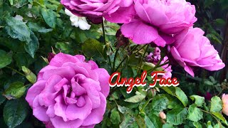 Angel Face Rose  Exceptionally Fragrant [upl. by Notgnirra]