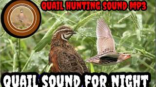 QUAILHUNTINGSOUNDMP3QUAIL SOUND FOR NIGHT Sawalhuntingsn9vs [upl. by Lennad]