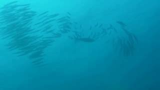 アオチビキとホソカマスの群れ Green jobfish＆Australian barracuda [upl. by Elaweda]