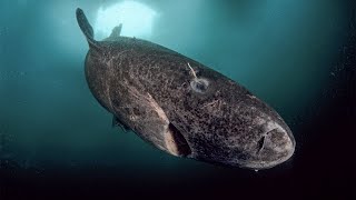 Greenland Shark  The Deep Sea Shark  Documentary [upl. by Annol549]