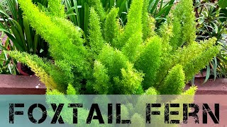 How to Grow and Care of Fox Tail Plant Growing foxtail fern Growing requirements of foxtail fern [upl. by Eatnohs72]