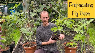 Propagating Fig Trees from Cuttings amp Suckers [upl. by Fitzgerald]