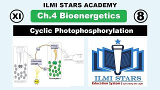 L8 Cyclic Phosphorylation Class 11  Chapter 4 Bioenergetics cyclic phosphorylation [upl. by Adnoryt]