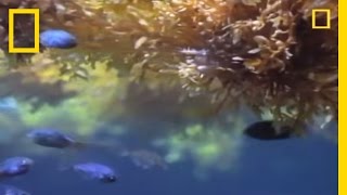 Fish vs Sargassum  National Geographic [upl. by Nels]