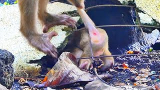 The baby monkey got stuck under the wire mesh The mother monkey pulled hard and saved it [upl. by Atte]