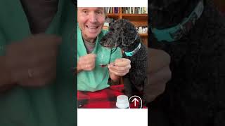 Natural Seizure Treatment For Dogs [upl. by Gard]