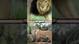 Panthera Leo persica Asiasic lion vs bornean tiger [upl. by Englebert618]