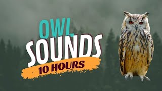 Screech Owl Sound amp Cute Owl Sounds 10 Hours Barn Owl Noises [upl. by Ko472]