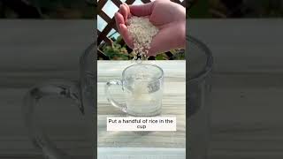 Plant care tip  Home remedies for plant growth  Plant Care routine gardening plantcare trending [upl. by Ueik]