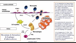 Mécanisme de lathérosclérose [upl. by Yeroc]