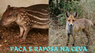 PACA  RAPOSA E RATO NA CEVA paca raposa faunabrasileira animaisnanatureza animaissilvestres [upl. by Madelena603]