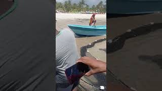 Praia de Guaibim ba videosviralshorts fishing pescaria fish [upl. by Yetac]