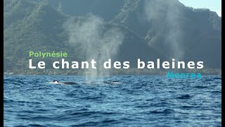 Chant de Baleine Baleineau Moorea [upl. by Llekcm701]