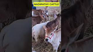 customer க்கு வாங்கி கொடுத்த மாடு cow erodemanikandan cattlefarming [upl. by Euqinomahs]