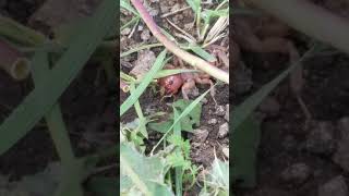 Big Potato Bug Looks Like the Predator Jerusalem Cricket [upl. by Yenhpad]