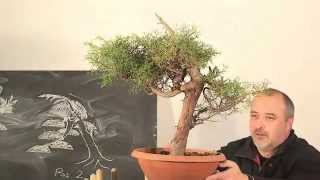 Bonsai Erstgestaltung einer Italienischen Zypresse by Merlin [upl. by Barbabra]