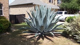 How to care for an agave plant and help it grow huge [upl. by Birchard]