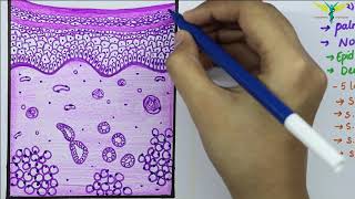 Histology of Thick SkinGlabrous skin [upl. by Elleral]