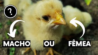 COMO DESCOBRIR SE O PINTINHO É MACHO OU FÊMEA  10 CURIOSIDADES SOBRE OS PITINHOS 🐣🐥🐤 [upl. by Jilleen687]