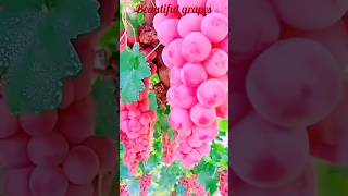 Beautiful grapes  Gerapes  grapeshortsfeedshortstrendingreels [upl. by Neelear]