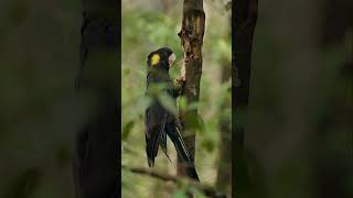 Yellowtailed black cockatoo foraging This was my first time trying the Canon EF shotrs [upl. by Enwahs728]