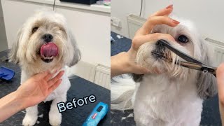 Havanese dog face trim vertical video [upl. by Yks]