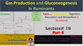 Lecture16Part5 of 5Gas Production and Gluconeogenesis in Ruminants Lectures in Animal Nutrition [upl. by Blynn479]