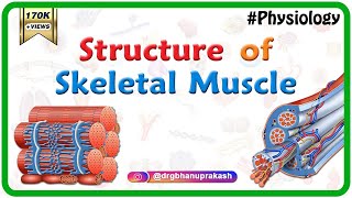 Structure of a skeletal muscle  Muscle Physiology Animations  USMLE videos [upl. by Couture]