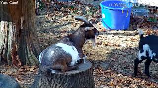 Goldys Yard 953am to 1155am Zoomed View Goaties paddock 1162024 [upl. by Colt]