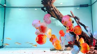 Top 6 Most Beautiful Discus Fish Tank Setup  Gorgeous Discus Aquarium [upl. by Monroe]