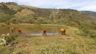 P169 Rancho con sorprendente cosecha de agua y resultados [upl. by Sanoy]