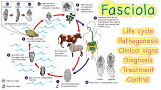 11 Fasciola sp 🔥🔥 Life cycle  Pathogenesis  Clinical signs  Diagnosis  Treatment💊  Control [upl. by Fachini510]