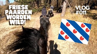 Buitenrit met Friese Paarden  VLOG 011 [upl. by Hufnagel]