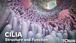 The structure and function of Cilia  3D Animation [upl. by Lorenza]