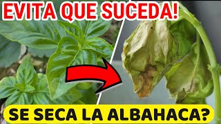 Por Que Se SECA La ALBAHACA🌿 Cuidados Planta Albahaca En Casa [upl. by Astred]