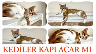 KEDİLER KAPI AÇAR MI  SONUNA İNANAMAYACAKSINIZ  tarçınpati [upl. by Akenet786]