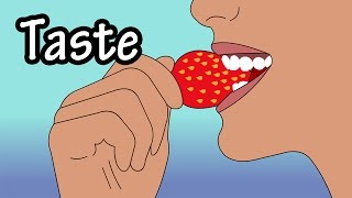 How Does Taste Work  How Do Taste Buds Work  Structure Of The Tongue  Structure Of Taste Buds [upl. by Lederer]