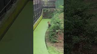 hungry tiger nandankanan bhubaneswar music news indiansongshortsvideo shorts [upl. by Fiel]