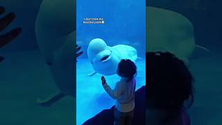 Béluga 🌊 une merveille des océans  belugawhale beluga whale whales animals [upl. by Oeniri]