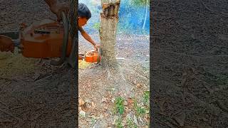 Cutting down big and tall African treeswoodwoodworkingshorts [upl. by Etnuad11]