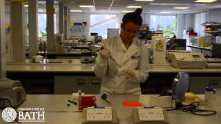 PCR Amplification of cheek cell DNA [upl. by Laiceps]