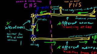 Part 2  Classes of Neurons [upl. by Lonnard]