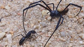 FEARLESS BULLET ANT VS LION SPIDER निडर बुलेट चींटी बनाम। शेर मकड़ी [upl. by Leuqim]