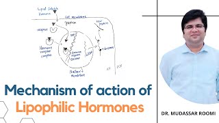 Mechanism of action of Lipophilic Hormones  Steroid Hormones  T3 amp T4 Hormones  Endocrinology [upl. by Nyluqcaj495]