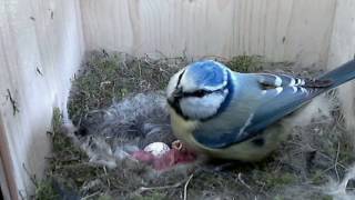 20170422 Die Blaumeisen schlüpfen [upl. by Enelyk]